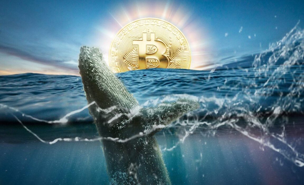 bitcoin whale 1152x768 1