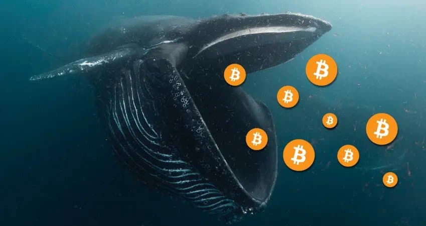 Bitcoin Accumulation Surges Amid Reduced Volatility and Stagnant Prices