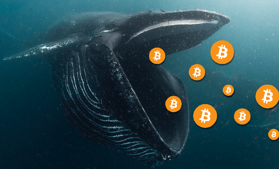 Bitcoin Whale Activity Hits All-Time High: What It Means for the Market