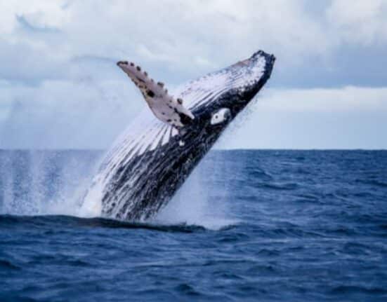 Ethereum Whales Surge After ETH 2.0 Medalla Testnet Launch
