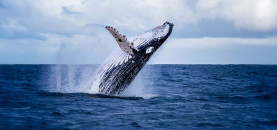 Ethereum Whales Surge After ETH 2.0 Medalla Testnet Launch