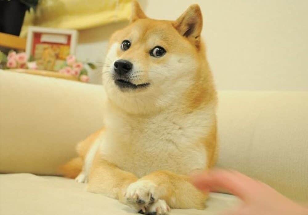 The original Doge NFT meme valued at 4 million was auctioned off in 17 billion pieces