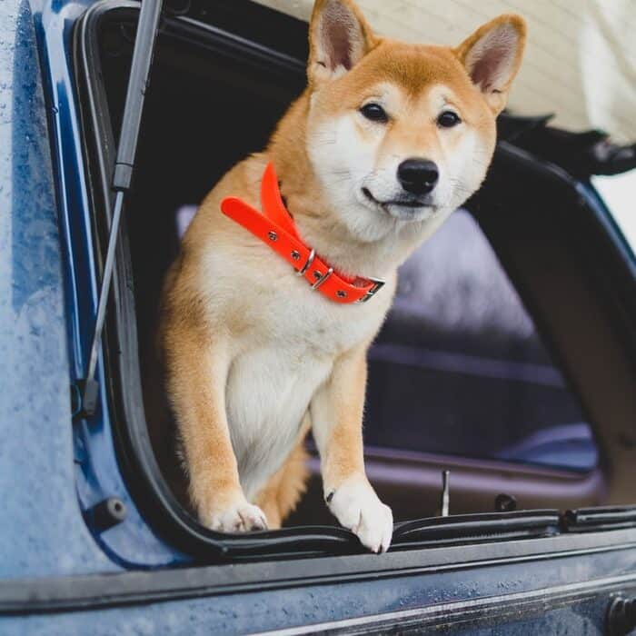 DOGE