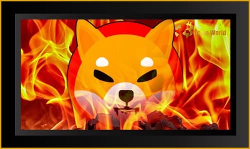Shib