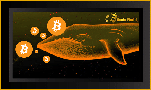 Bitcoin whale