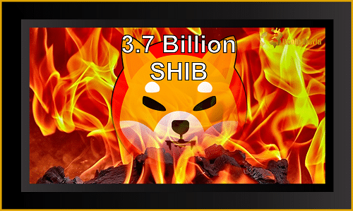shiba burnt