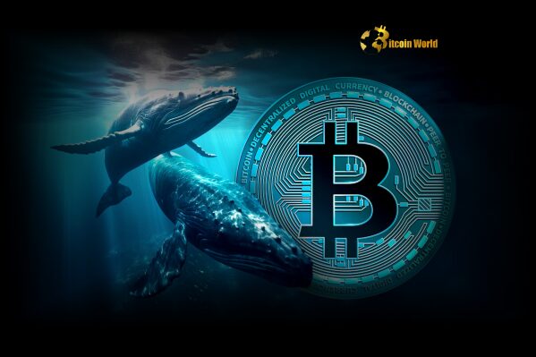 Bitcoin Accumulation: Whales and Retail Fuel Stunning Buying Spree