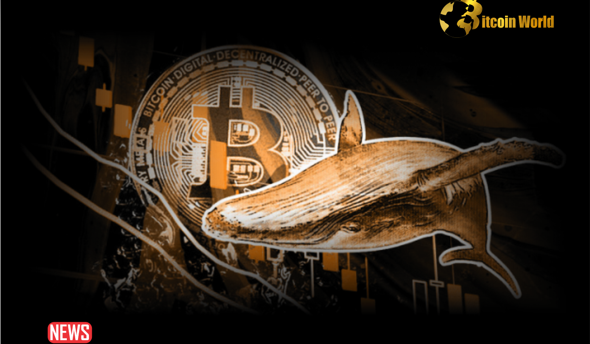 Bitcoin Whales Rack Up $600M BTC in 7 days – What’s Brewing?