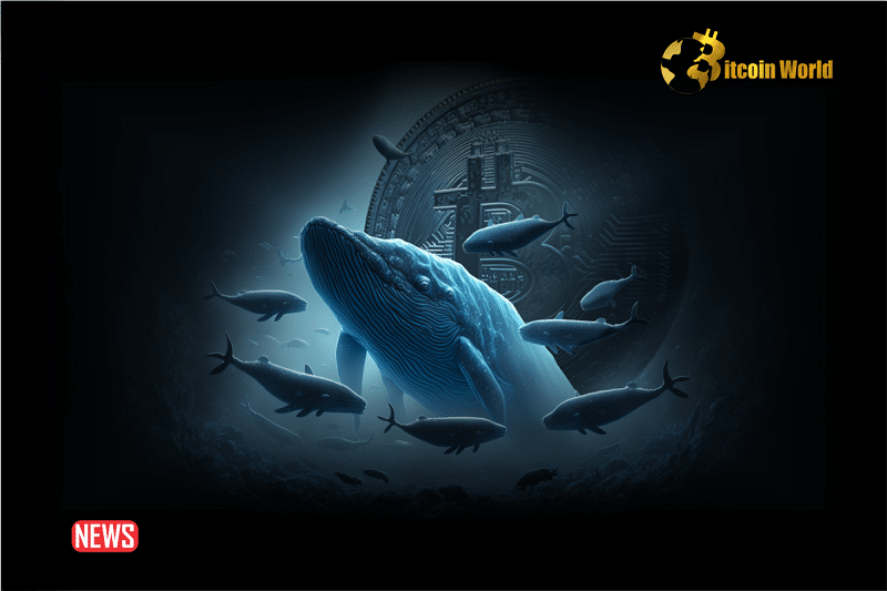 Bitcoin Whales Have Bought About 250K BTC In 2024 Alone – Is This A Sign Of Market Confidence?
