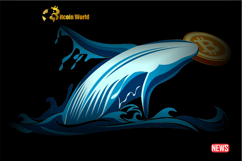 btc whale surf