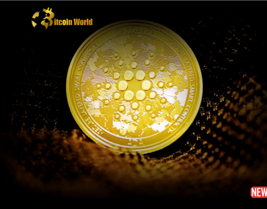 cardano whale 1 1