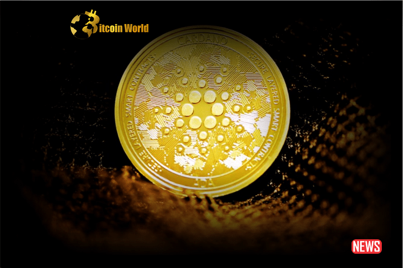 cardano whale 1 1