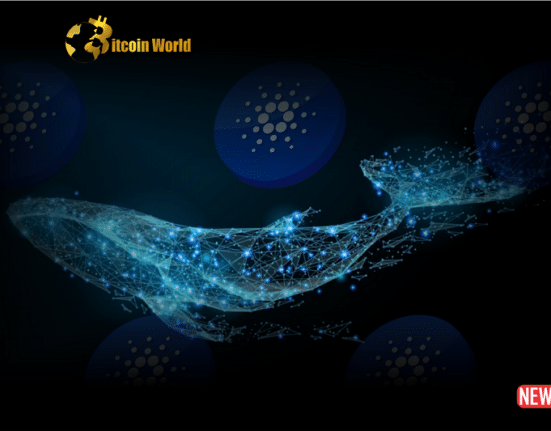 cardano whale 2