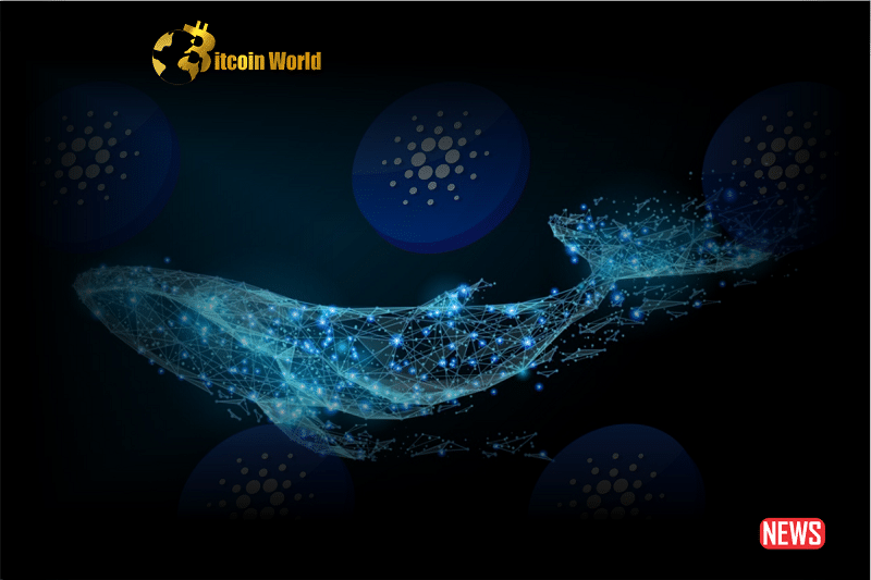 cardano whale 2