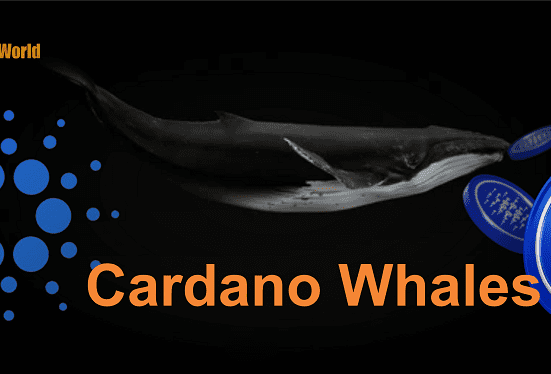 cardano whales