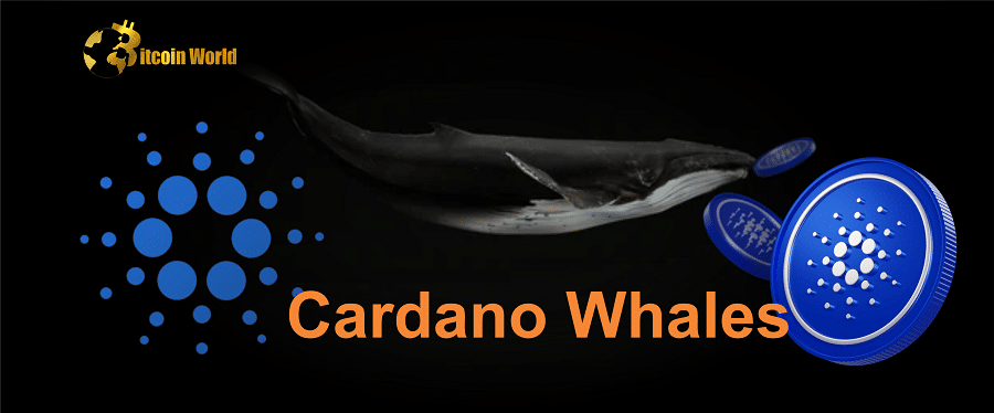 cardano whales