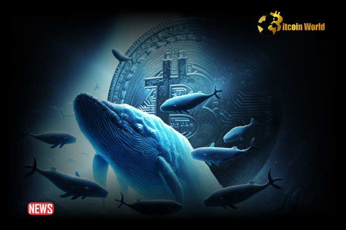 Crypto Whales Increased Buying Activity As Newly Created Wallet Withdrew 533.5 BTC From Binance – Are the bulls back?