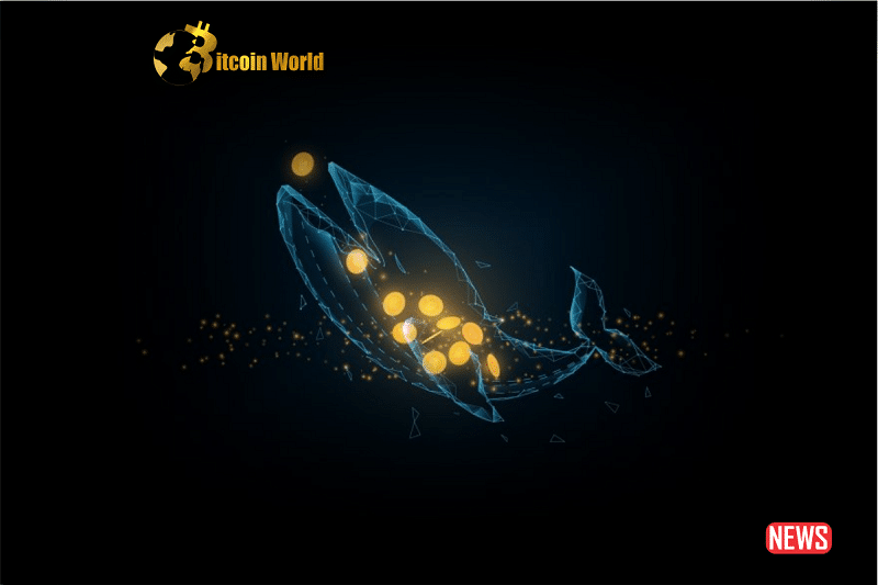crypto whale