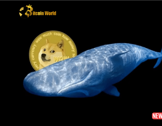 doge whale 4
