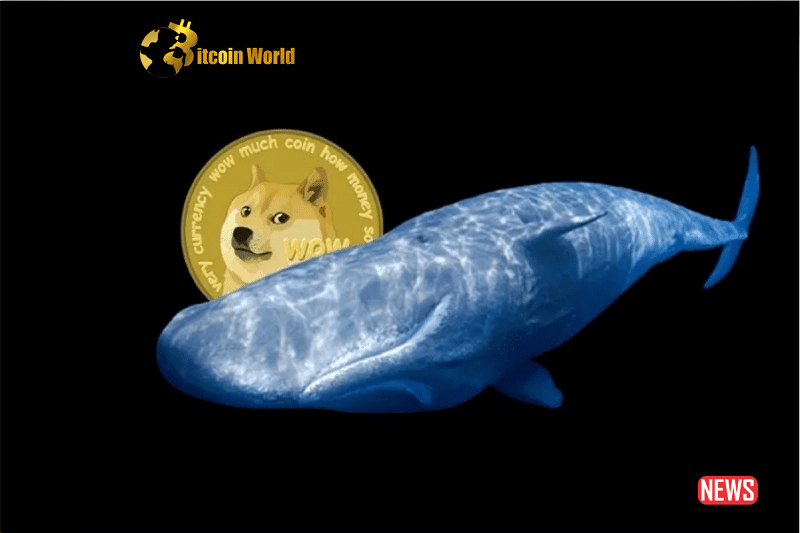 doge whale 4