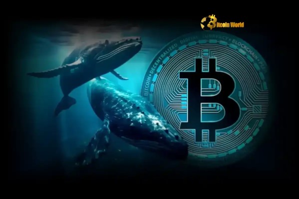Massive Bitcoin Whales Accumulate 79K BTC: A Powerful Signal for the Market