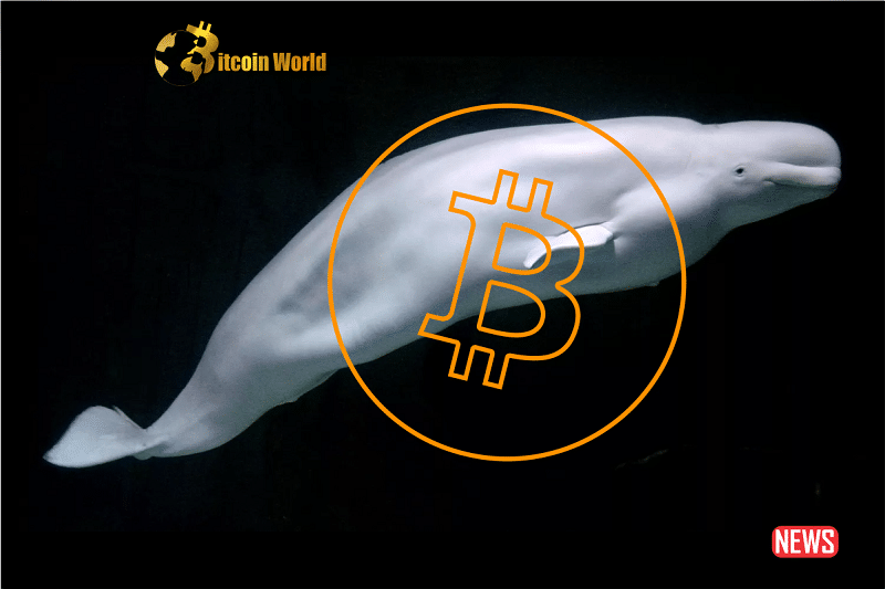 mysterious btc whale