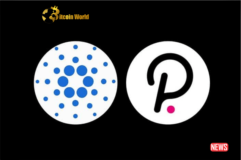 polkadot card
