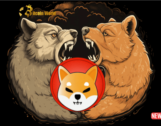 shiba bear