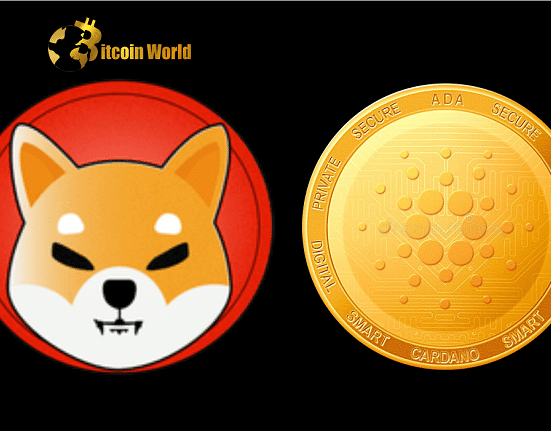 shiba cardan