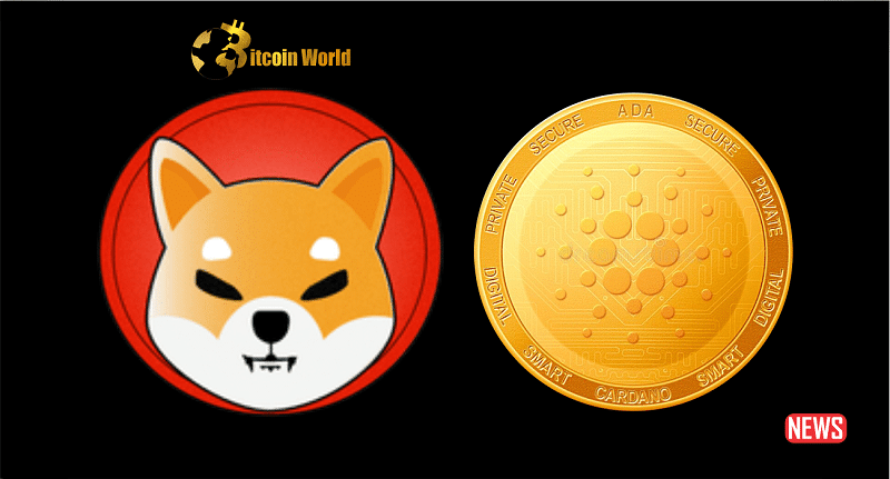 shiba cardan