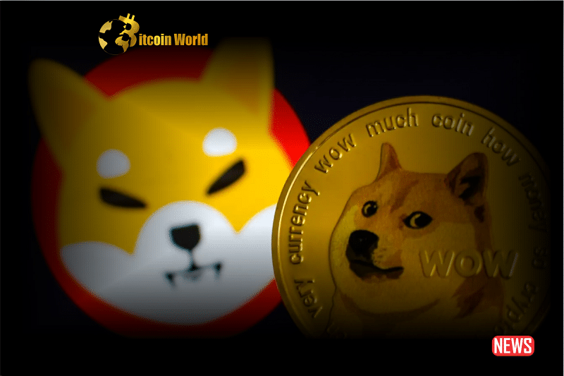 shiba doge 1