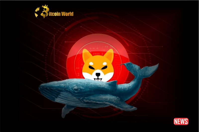 shiba inu whale