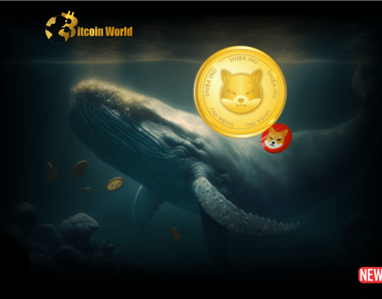 shiba whale 1 1