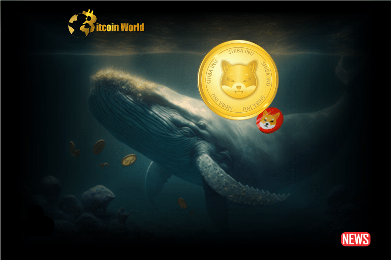 shiba whale 1 1