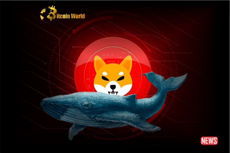 shiba whale 1