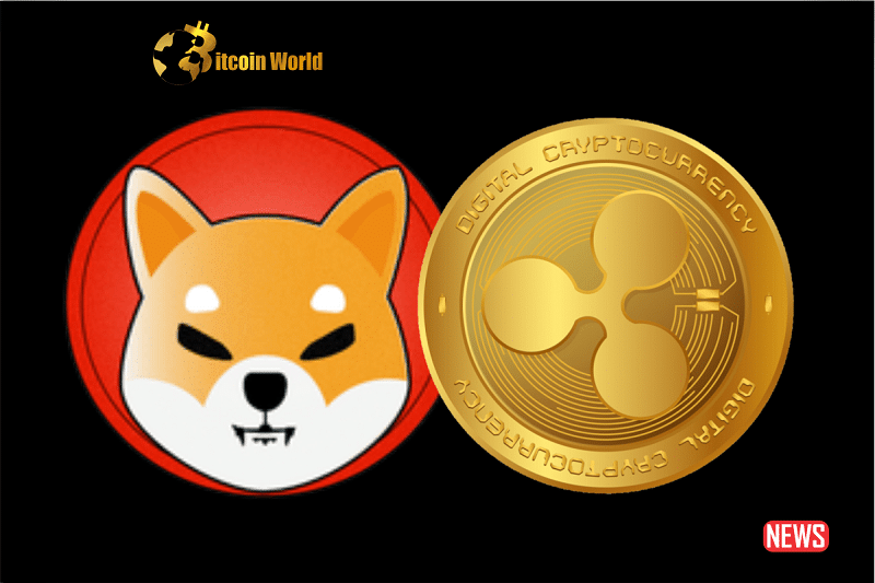 shiba