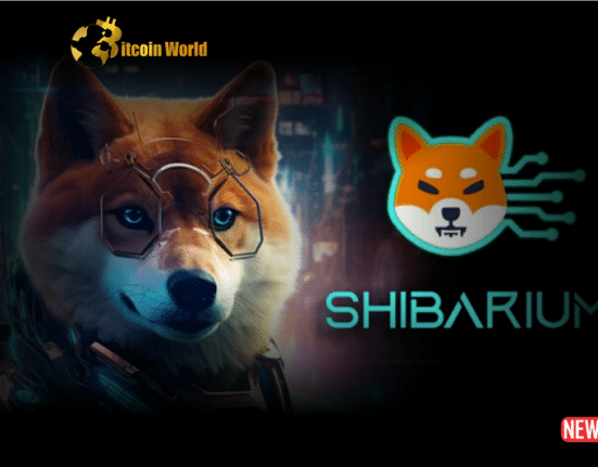 shibarium phenom