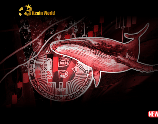 whale 1