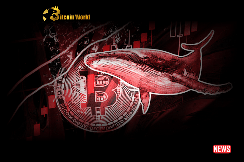 whale 1