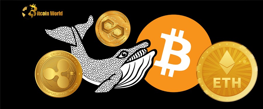 Crypto Whales Move Over $317,000,000 in Bitcoin, Ethereum, XRP, and Polygon – Here’s Where It’s Headed