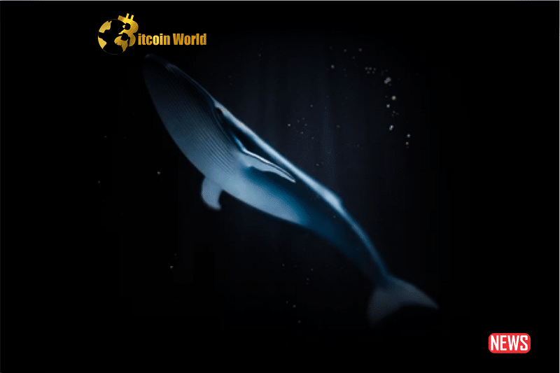 whale